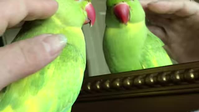 Cute parrot talking and answering questions so funny