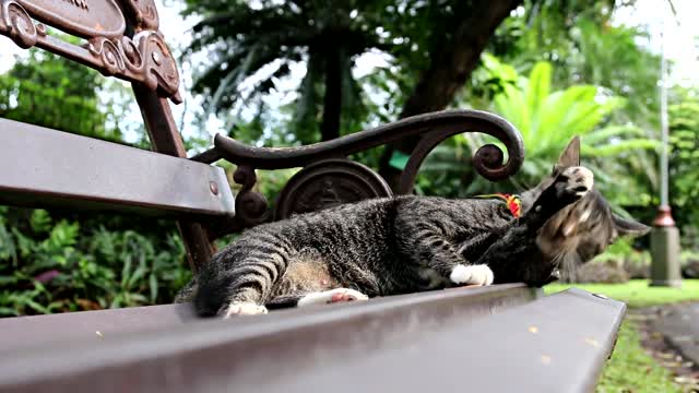 cat on a bench