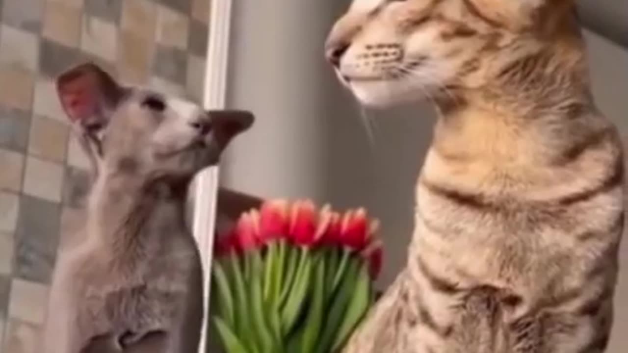 Funny cats fhiting kid's video