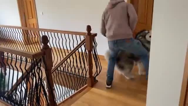 He Tries To Bite Me And Goes Crazy! Is My Dog Aggressive??
