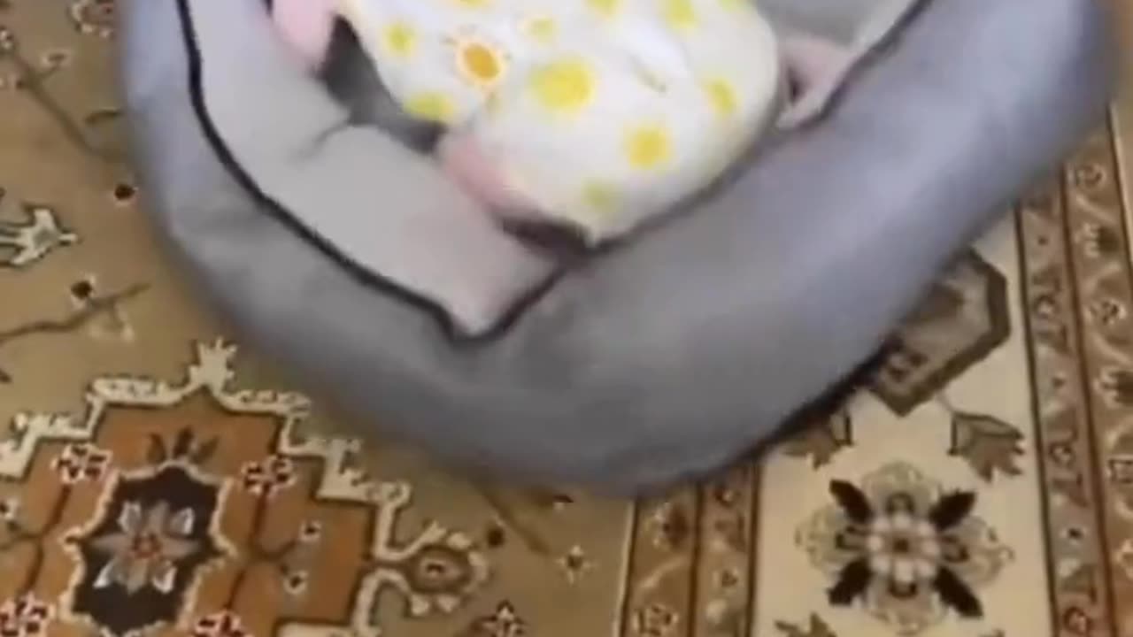 Baby and Pet