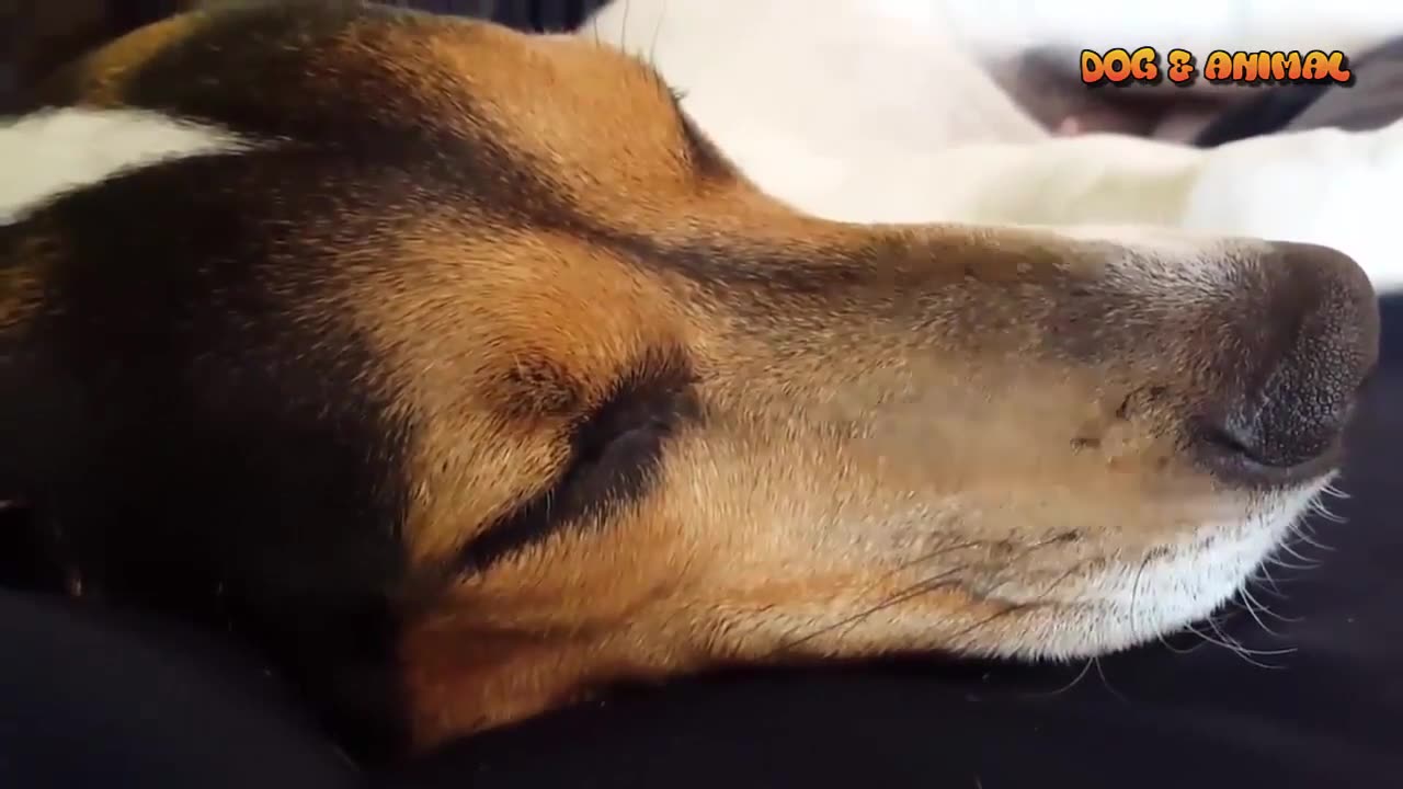 Funny sleepy dogs - Funny animal