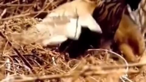 Eagle vs rabbit amazing fight