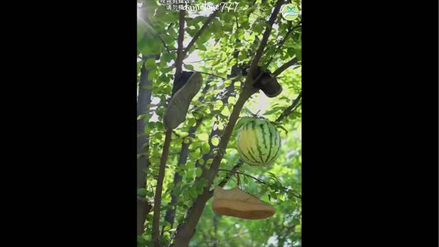 Best Funny Videos - Try to Not Laugh 😆😂🤣#3