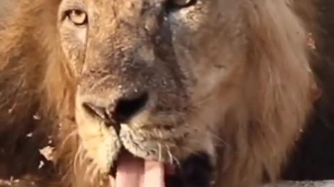 Wildlife in closer view with a natural perspective.