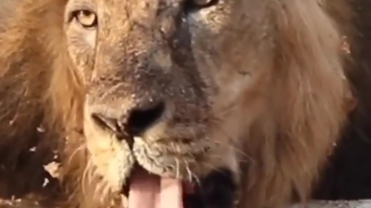 Wildlife in closer view with a natural perspective.