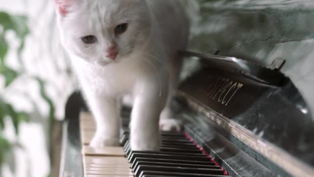 pianist cat