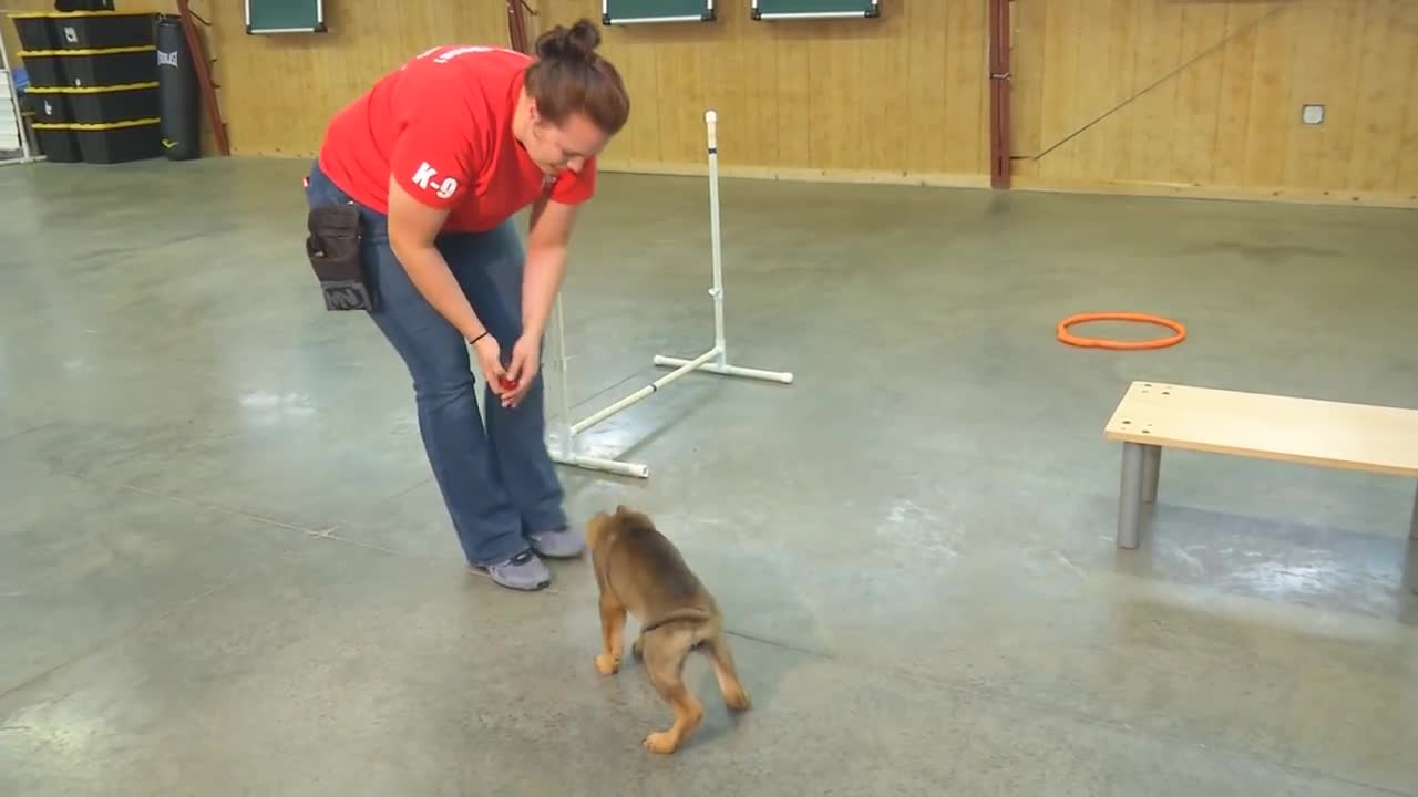 Early training for dogs