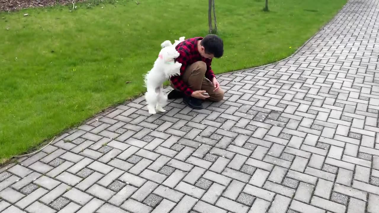 MALTESE DOGS MEET OWNER AFTER 3 WEEKS ❤️