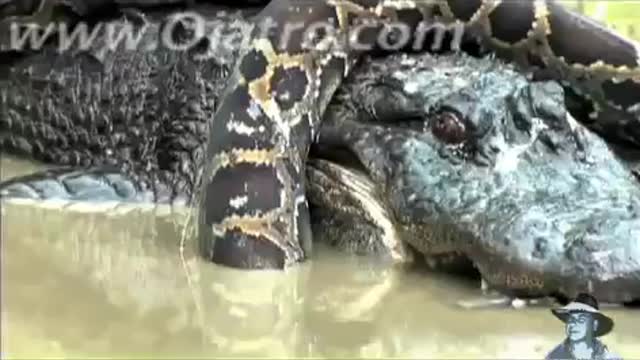 Python vs Alligator 01 -- Real Fight -- Python attacks Alligator