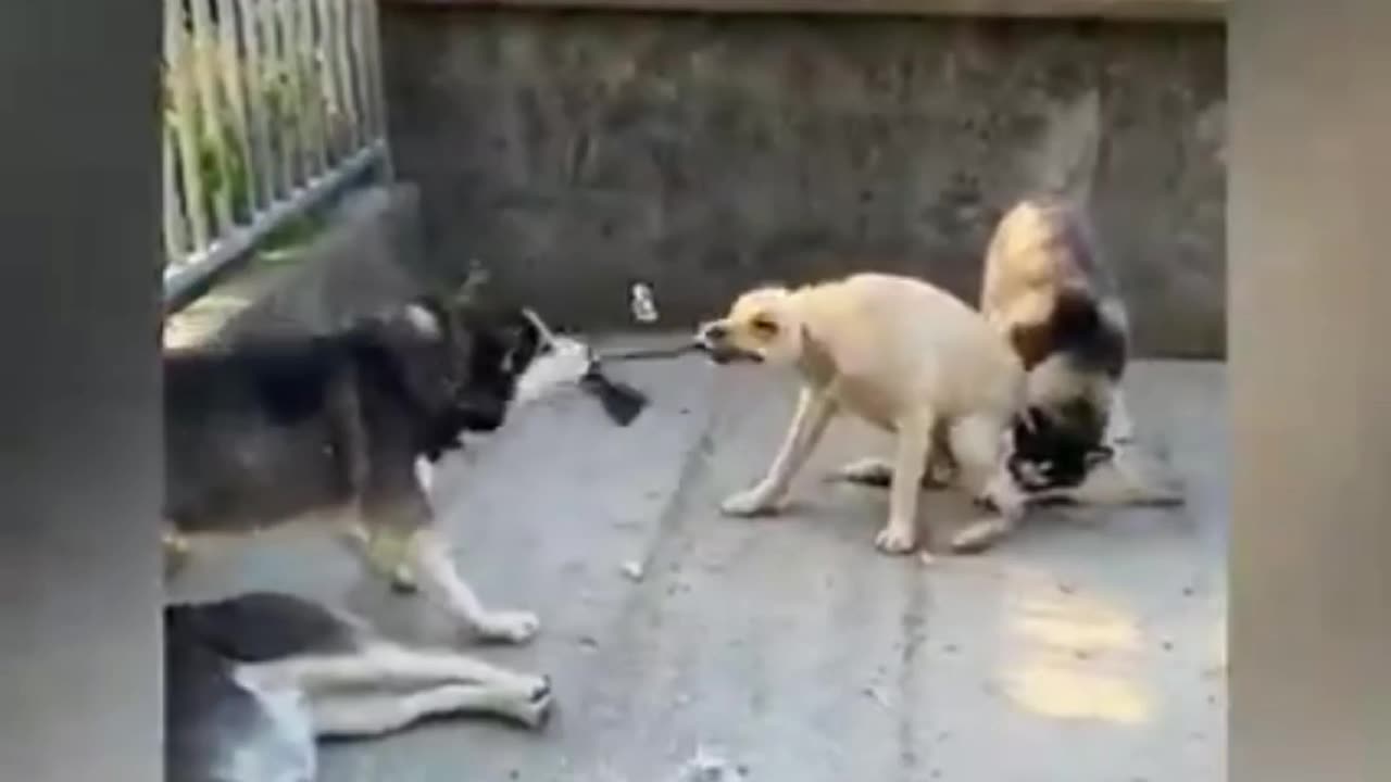 Dog 🐕🐶 funny video|dog fighting👊 videos