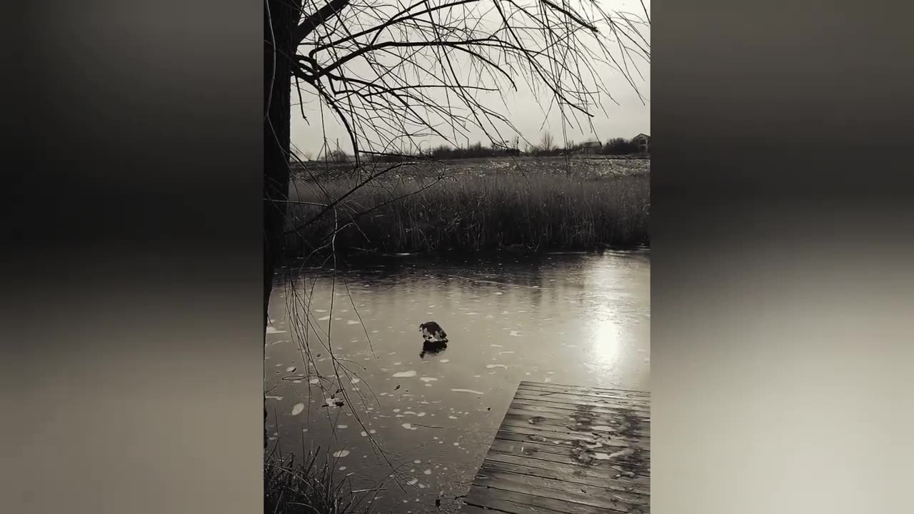 CELE MAI BUNE VIDEO CÂNII ȘI PISICILE