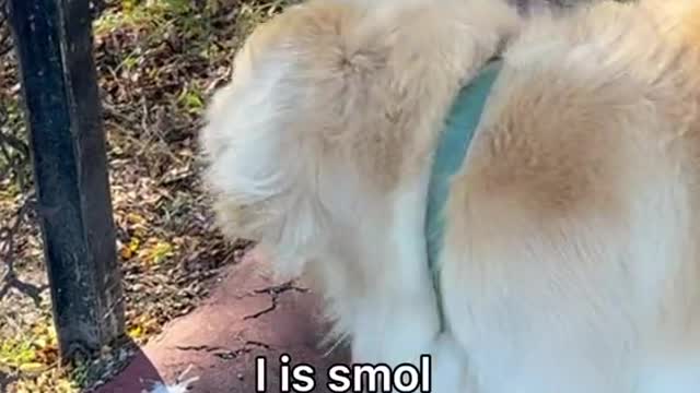 When Maui mastered shrinking skill just like ruby 📈