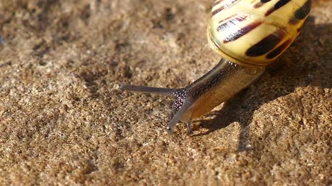 Snail Mollusc Nature Animals Brown Shell Wildlife