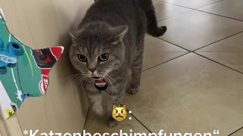 Cat Prank 😘 liebe den einfach 😀