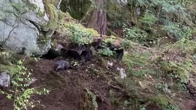 A large herd of mink was spotted in the forest