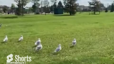 Natural and bird: seagull birds lining up #birdsview #birdsounds