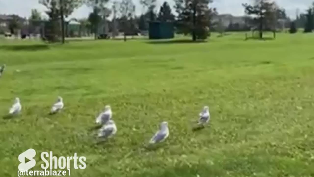 Natural and bird: seagull birds lining up #birdsview #birdsounds