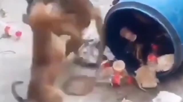 Amezing funny😁 video 🐕🐕 with monkey