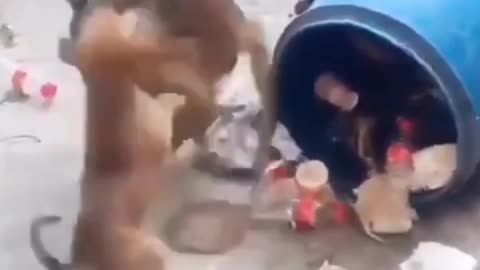 Amezing funny😁 video 🐕🐕 with monkey