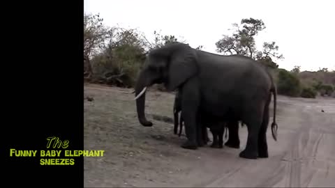 Baby elephant funny video