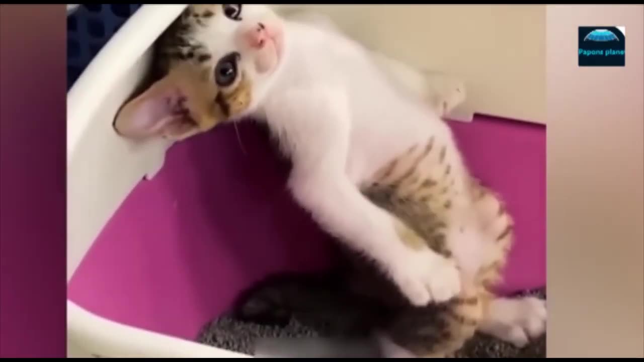 CAT AND DOG BUSINESS CAN MAKE YOU LAUGH!