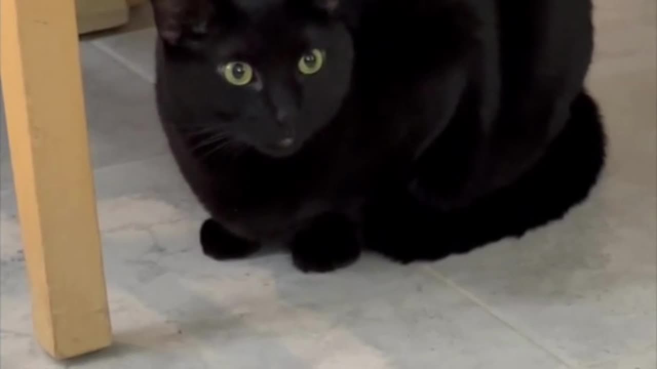 Adopting a Cat from a Shelter Vlog - Cute Precious Piper is a Round Specialty Loaf #shorts