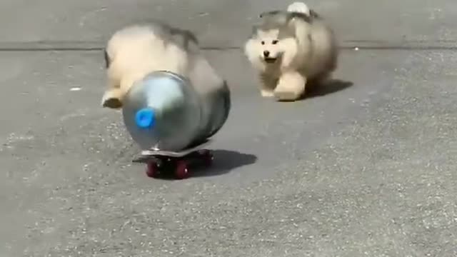 Pomeranian-Husky on Skateboard being chased by a fellow PomsKy!