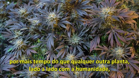 Cannabis, a medicina original - parte 7 de psicodélicos