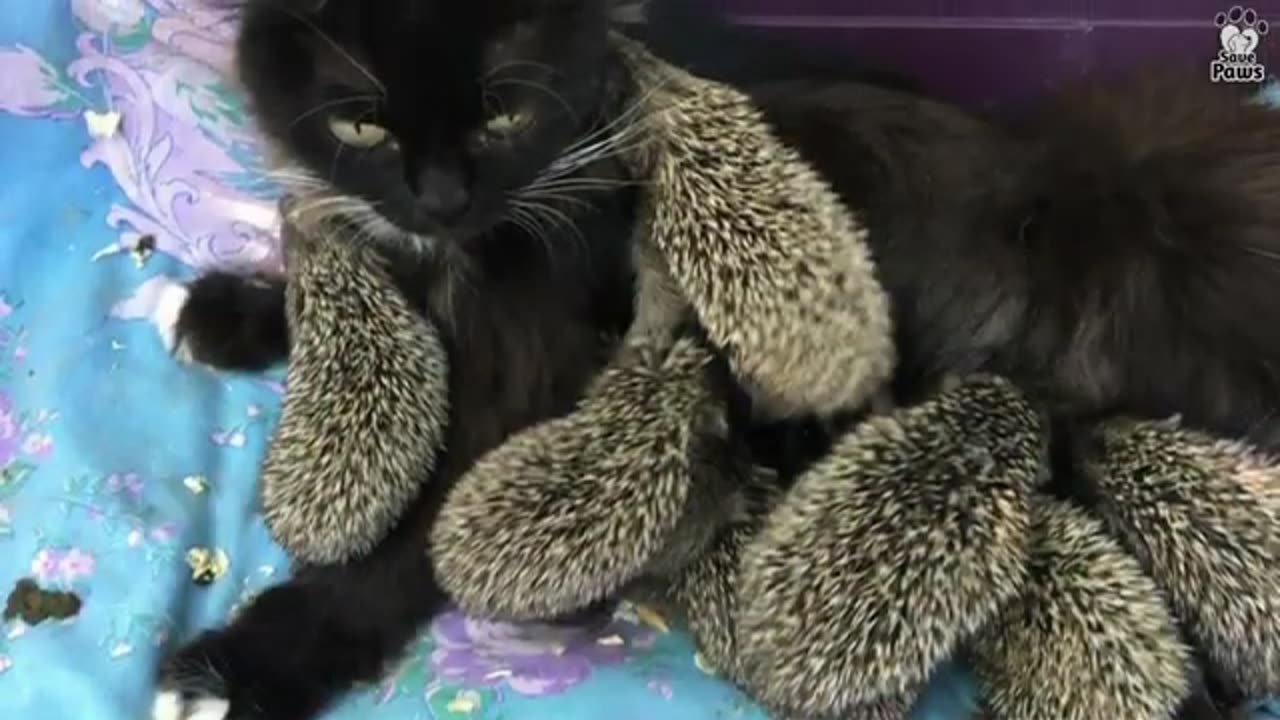 Cat Adopted 8 Baby Hedgehogs after they lost their mother