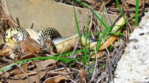 Snake eats snake😱 #wildanimals #snake #snakesoftiktok #animals(2)