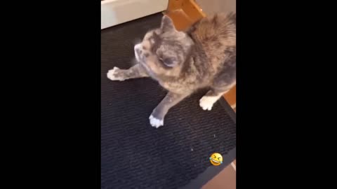 Animals funniest best video
