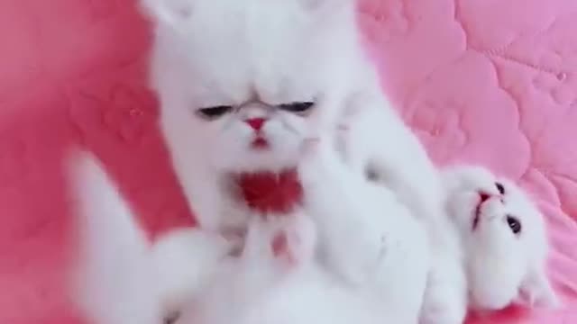 OMG So Cute Cats ♥ Best Funny Cat ❤️🐈Videos 2021 #shorts