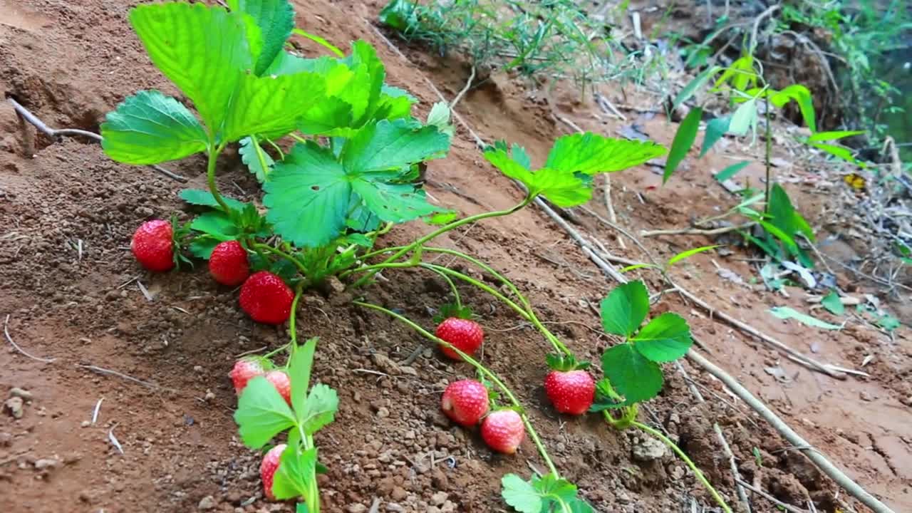 Wild Women - baby boy find pick Strawberry​ with mother by river - cooking food for dog-1