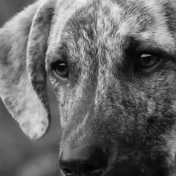 Will dogs die from eating chocolate?