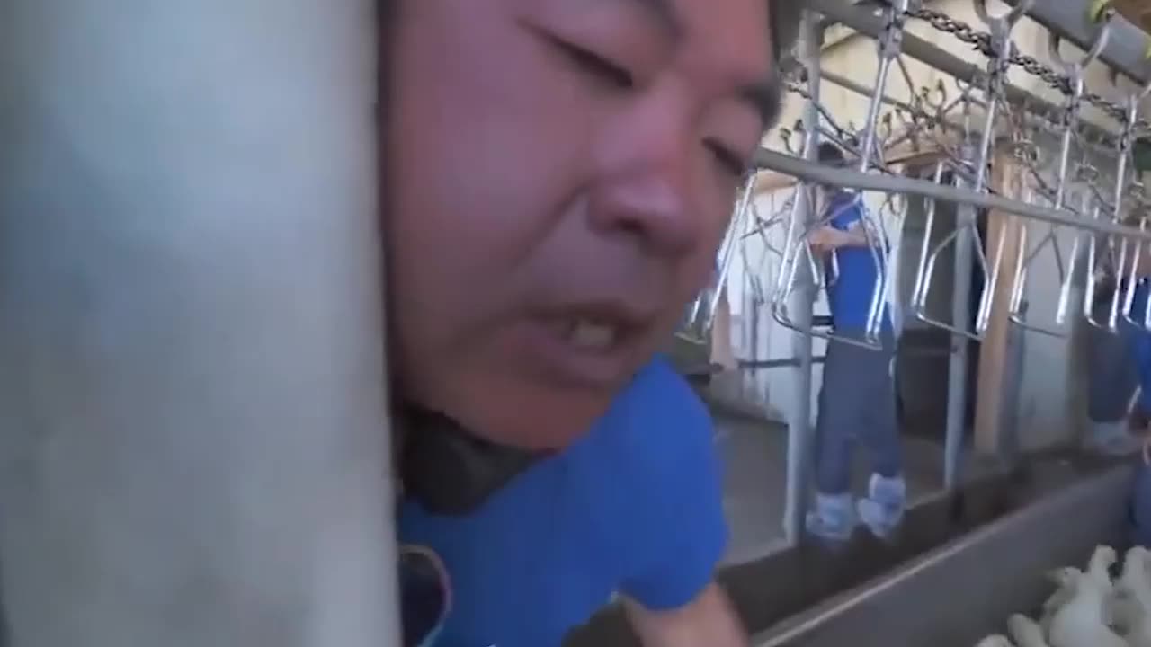 Animal right activist got stuck inside chicken machine while protesting with seem fatal?