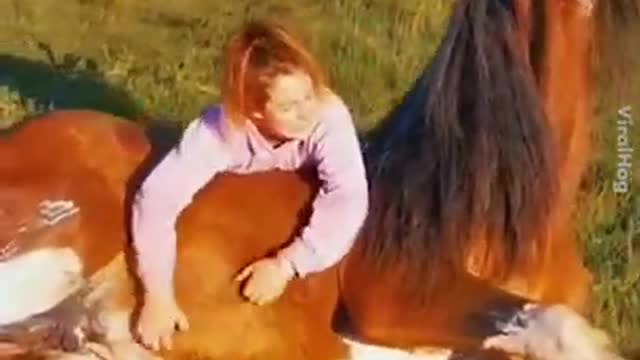 Funny Horse Videos - Try Not To Laugh