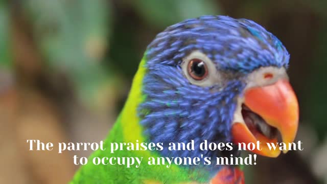 The parrot praises and does not want to occupy anyone's mind!