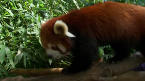 CUTE RED PANDA CREATURE ADVENTURE | The Real-Life Wild Kratts