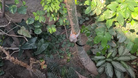 Mini monkey wants tree 🌳 ⁉️#shorts
