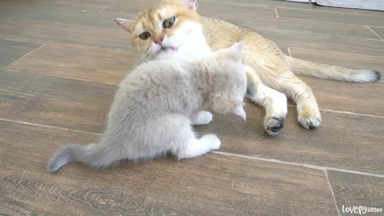 The way the mother cat loves her kitten is profoundly intense(part 104)