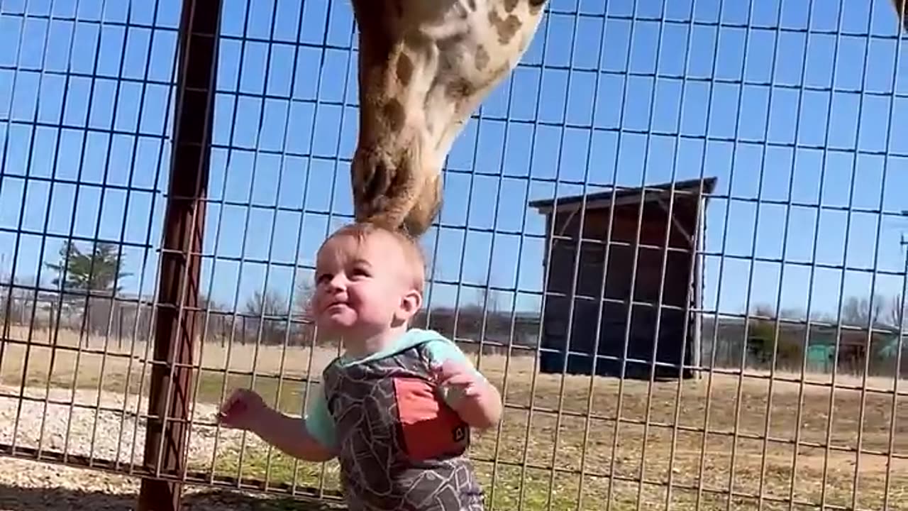 Cute giraffe Gives SMOCHING