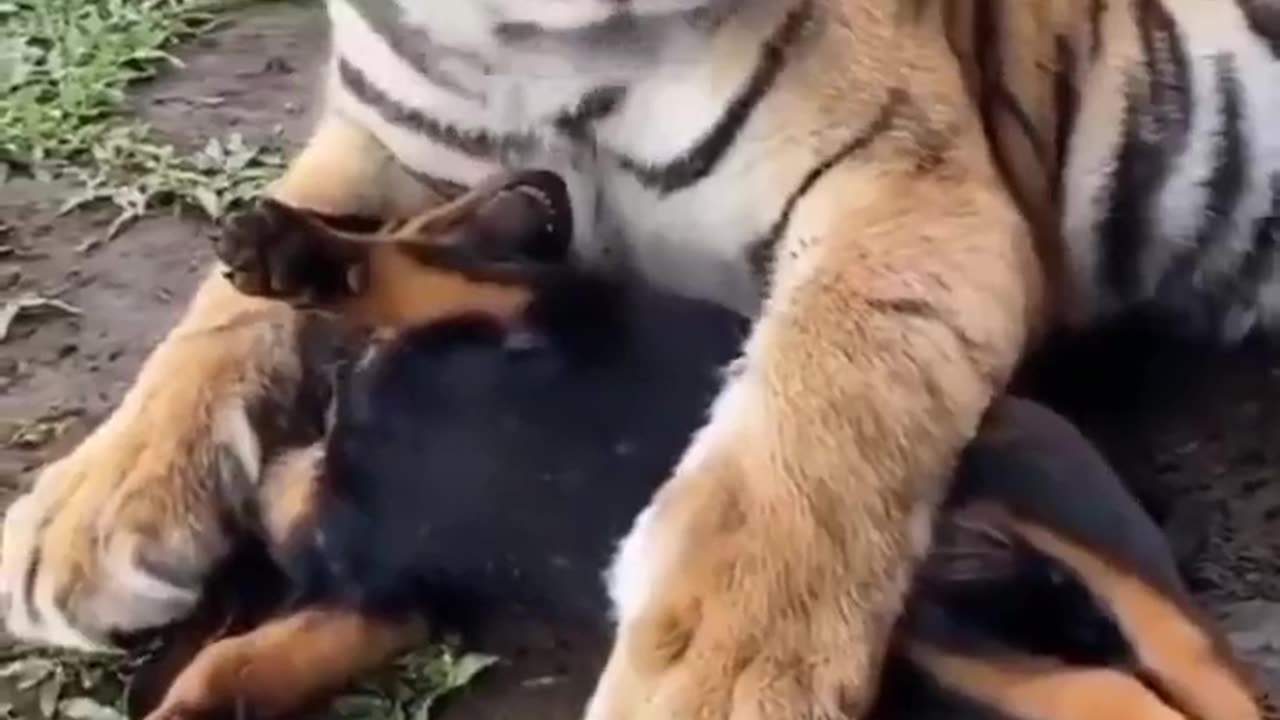 Dog And Tiger Friendly Action #shorts #viral #shortsvideo #video