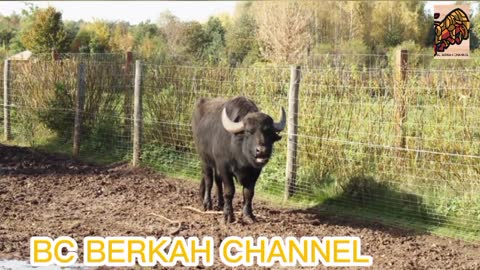 Mengenal hewan||hewan peliharaan