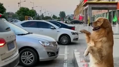 Ajudante de estacionamento.