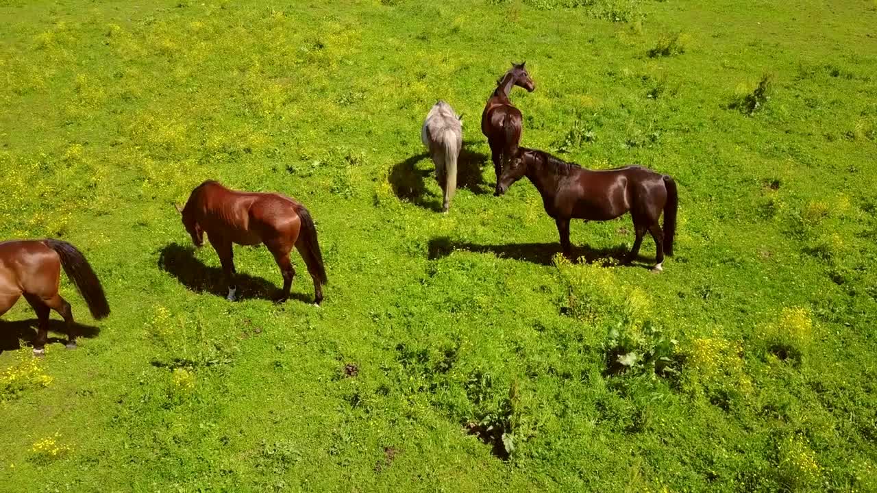 Aerial view of the beautiful horses in the field in Latvia