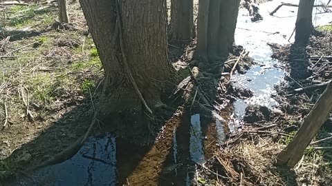 Shewing Gospel Creek