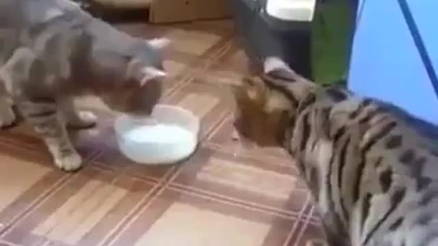 Two cats one bowl of milk