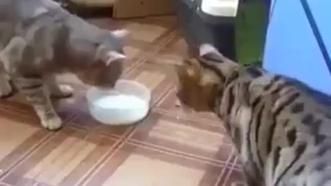 Two cats one bowl of milk