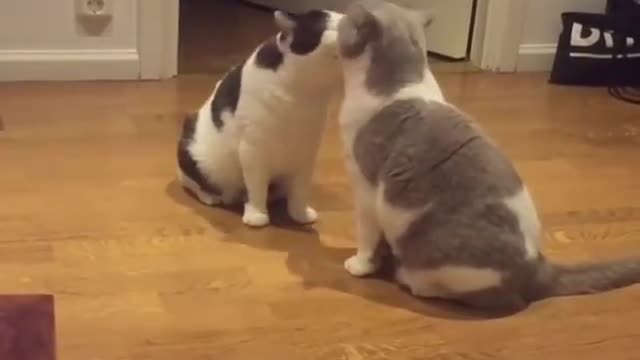 Couple lovely cats kissing